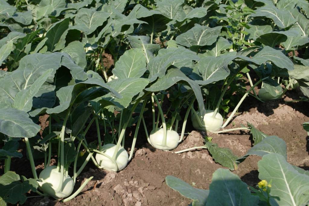 Foto: zemnieki audzē dārzeņus veikalu plauktiem