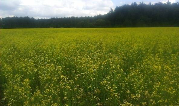 Pesticīdu patēriņš Latvijā - mazs, skaļu pārkāpumu netrūkst