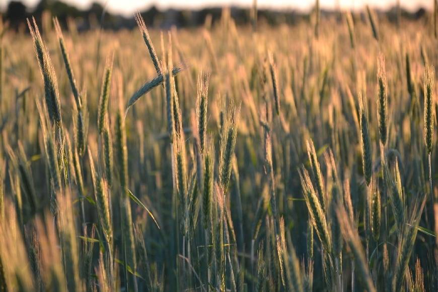 Būs sadziedāšanās kafejnīcā "Kursas Putni"