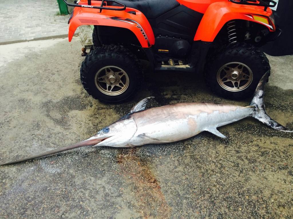 Liepājas pludmalē izskalota zobenzivs