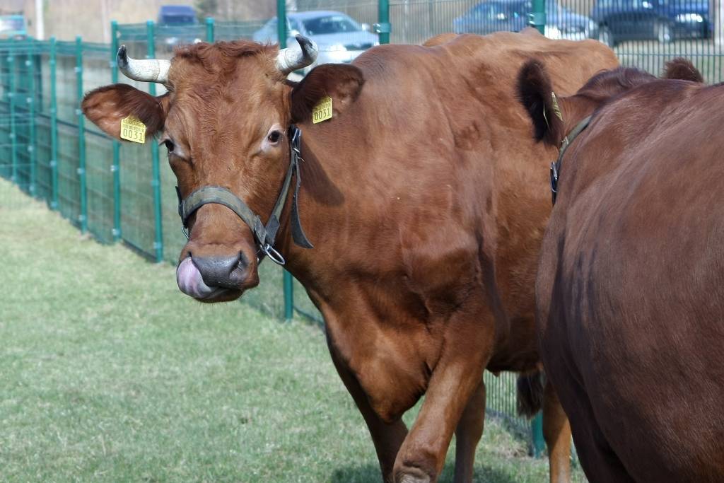 Krievijas embargo radītie zaudējumi Latvijas piena ražotājiem – 50 miljoni eiro