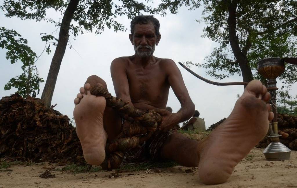 Speciāli smēķētājiem: Foto, kā novāc tabaku 