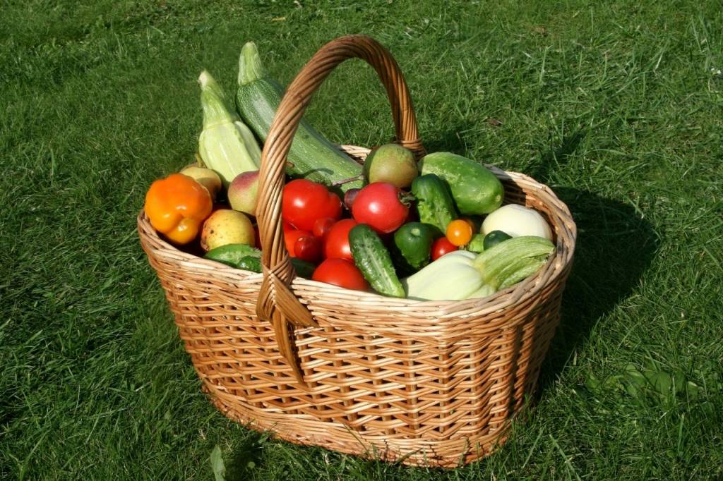 Zemnieki: Dārzeņu raža būs laba, bet kavēsies teju par mēnesi