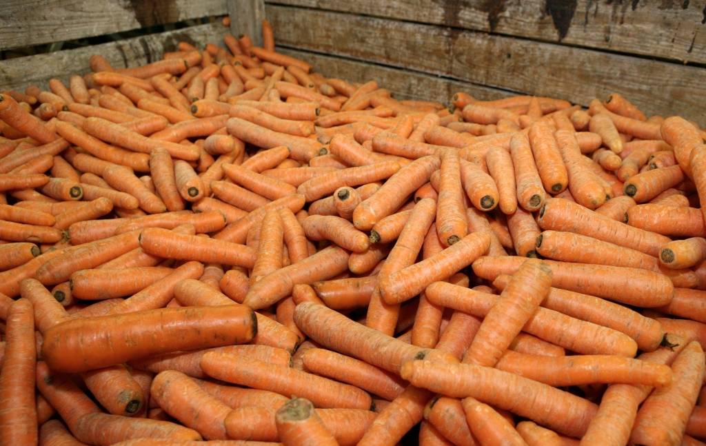 Burkānus audzēt atmaksājas