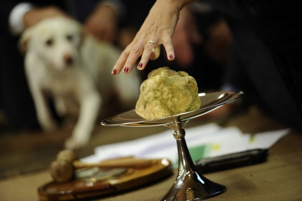 Latvijā atrasta pirmā savvaļā augusi ēdamā trifele