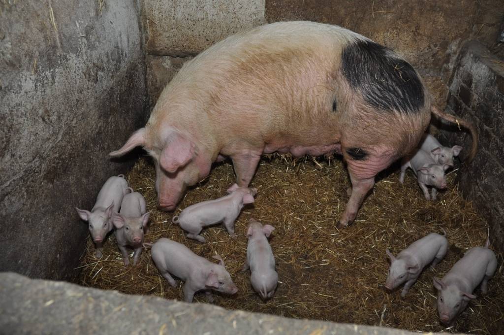 Izsprukšana no cūku mēra būs brīnums 