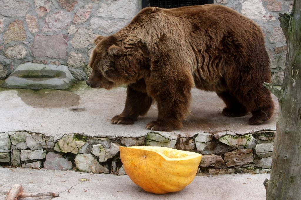 Investors: Emocijas spēlē pret peļņu