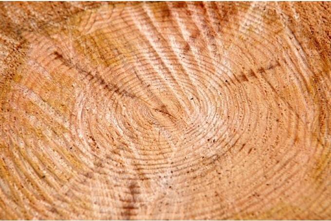 Liepājā saistībā ar Grīzupes ielas pārbūvi plāno nozāģēt 91 koku