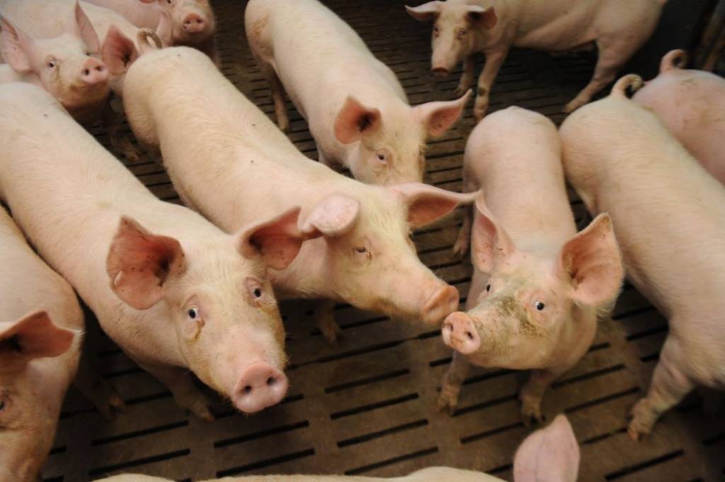 Cūkaudzētāju zaudējumi ĀCM dēļ sasnieguši 8,1 miljonu eiro; lūdz Eiropas atbalstu