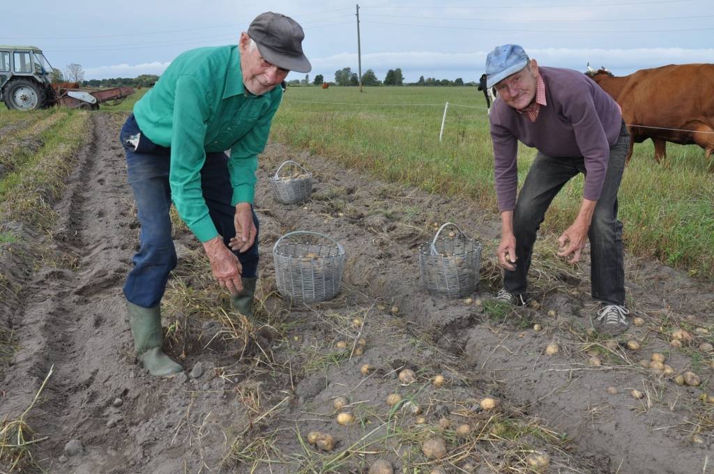 "Dārzniekos" laba kartupeļu raža