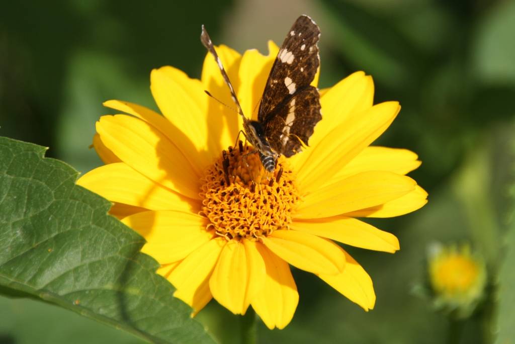 Nedēļas otrajā pusē Latvijā iestāsies atvasara