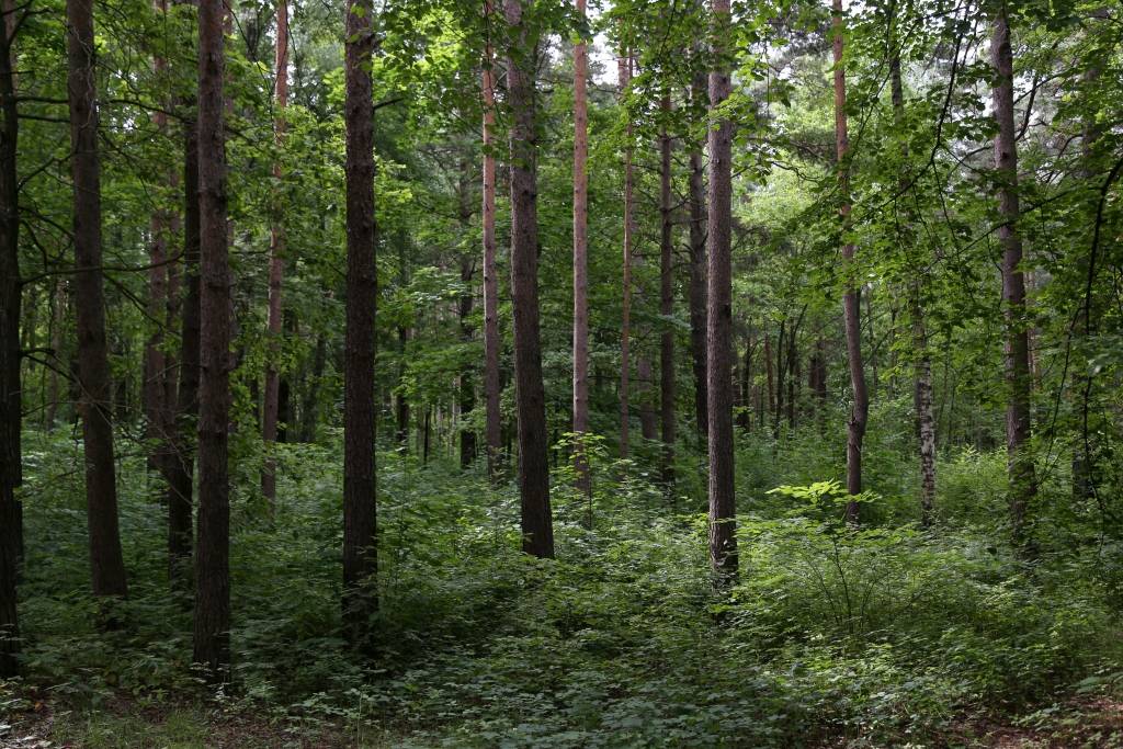 Lubānas novadā mežā apmaldījušies četri pieaugušie un divi bērni