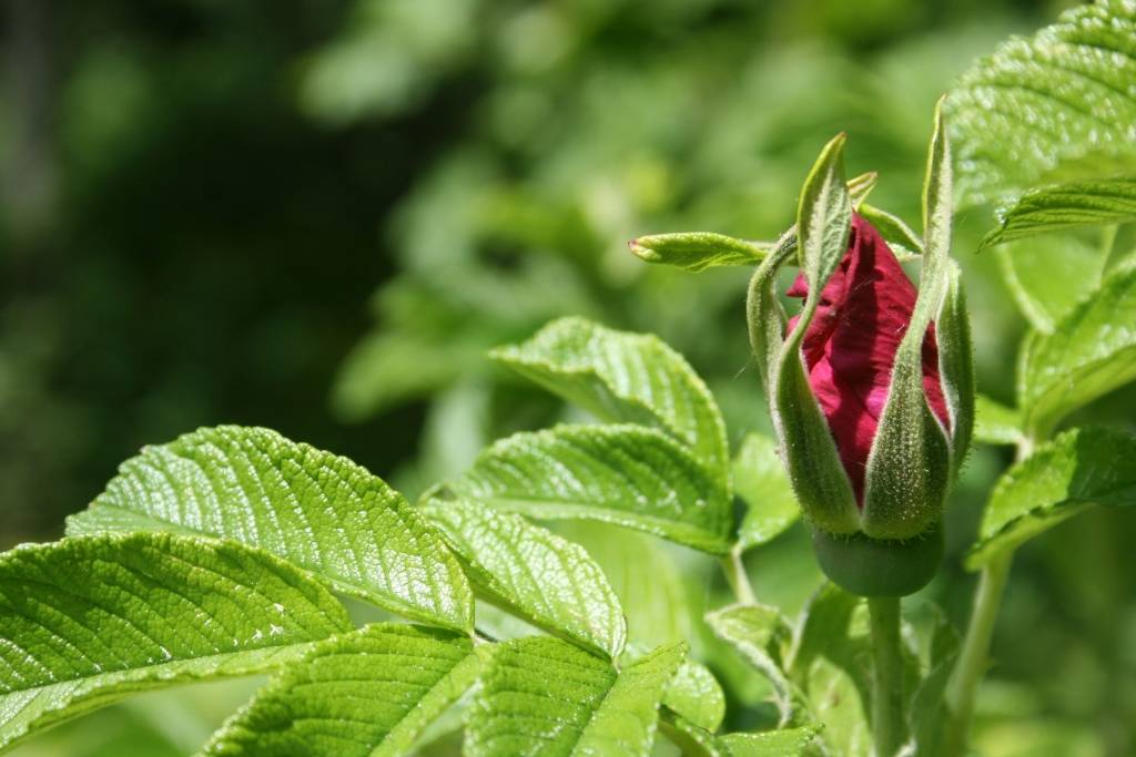 Latvijas startup ekosistēmā - daudz pumpuru