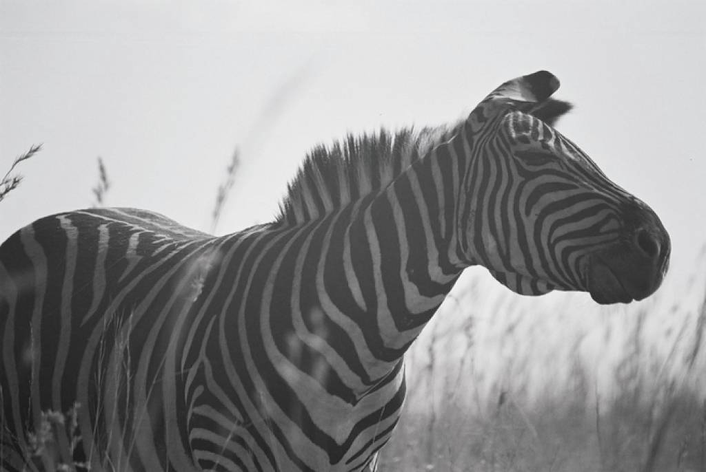 Āfrikai iecirtīs Ķīnas problēmas  