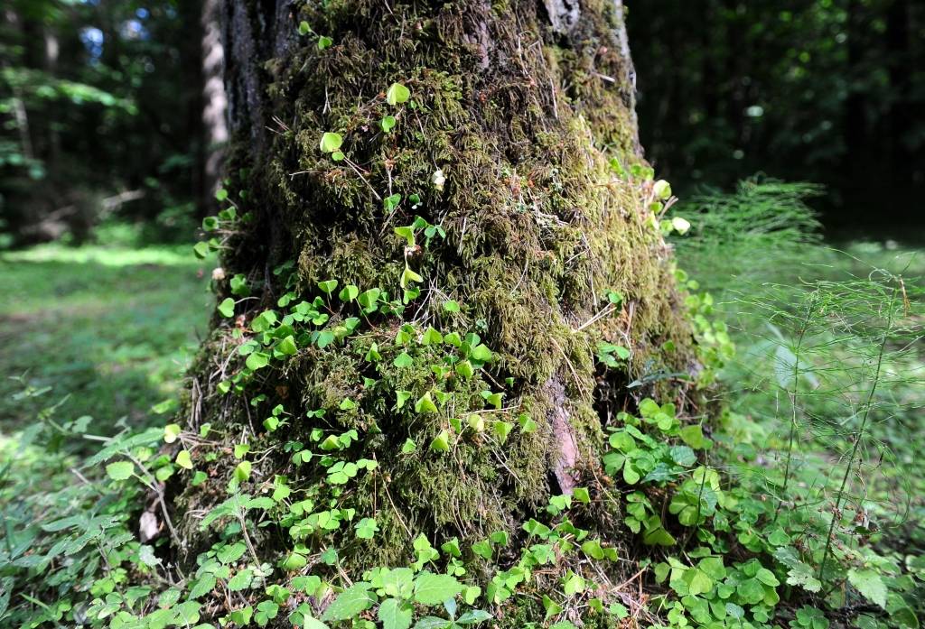 Mežinieku kooperatīviem uzrāviens