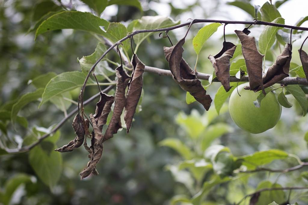 Komercdārzus nāvē neredzami