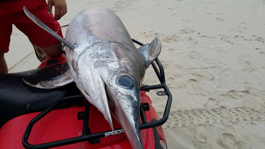 Liepājas pludmalē izskaloto zobenzivi veidos apskatāmu sabiedrībai
