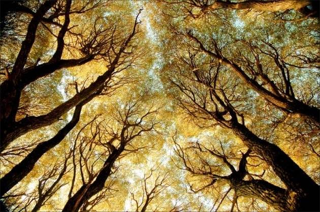 Būs sadziedāšanās latviešu tautasdziesmās kafejnīcā "Kursas Putni"