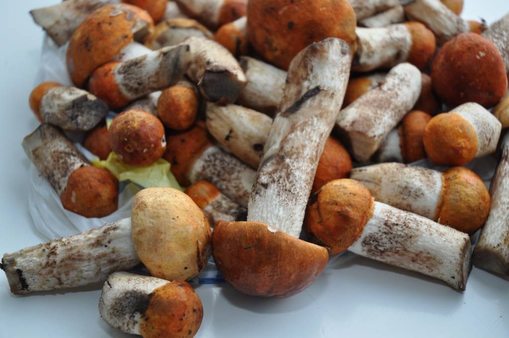 Visticamāk sēņu raža nebūs daudzveidīga