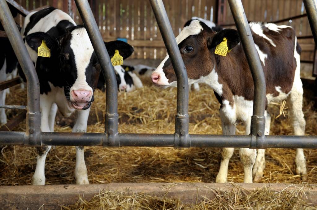 Krievijas embargo piena ražotājiem nesis 60 miljonus eiro zaudējumus