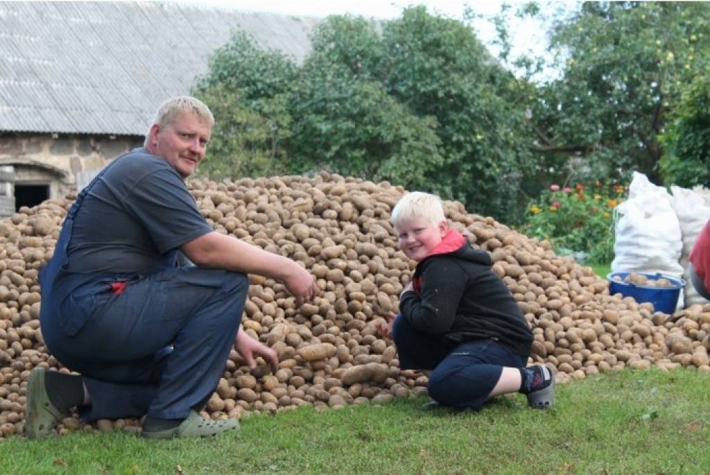 Par kartupeļu ražu sūdzēties nevar