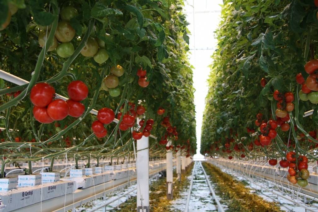 Latgales dārzeņu loģistika vēlas iegādāties jaunu augļu un dārzeņu pārstrādes līniju