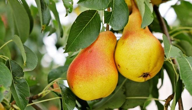 Septembra pēdējās dienās gaiss vēl iesils līdz plus 24 grādiem