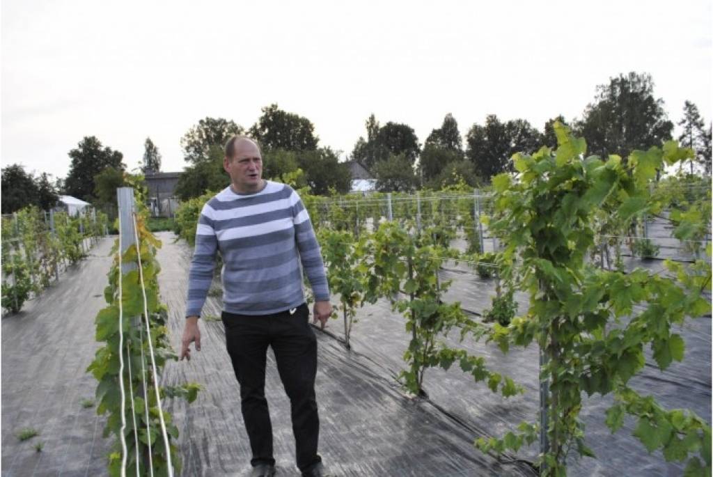 Vīnogu audzētājs izstādei gatavo 61 šķirnes ķekarus