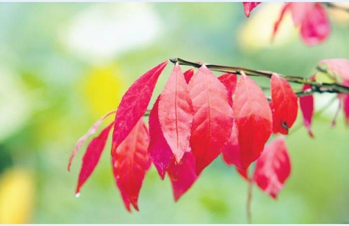 Ceturtdienu sola ļoti siltu, varētu tikt pārspēts nacionālais temperatūras rekords