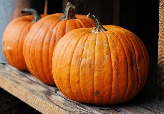 Meklēs lielākos ķirbjus