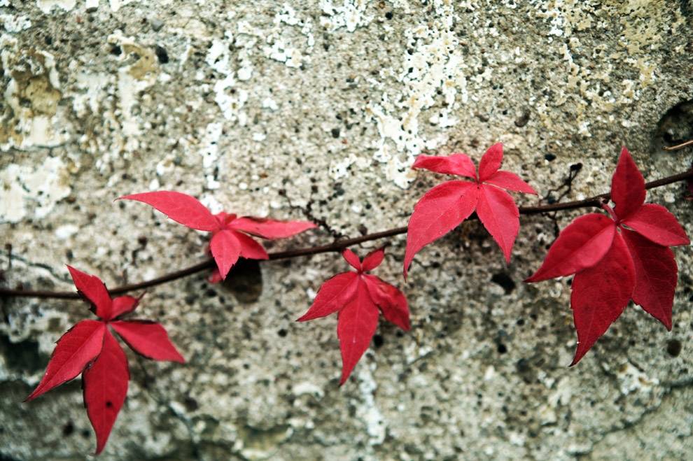 Brīvdienās nokrišņi būs minimāli, gaiss nebūs siltāks par plus 18 grādiem