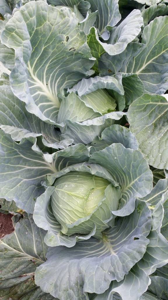 Dimdiņi lielveikalu ķēdes tīklā startē ar tīteņkāpostiem, kas derēs arī suši