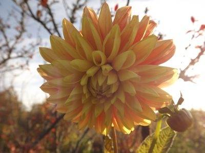 Brīvdienās vēl varēs baudīt atvasaru un plus 19 grādus