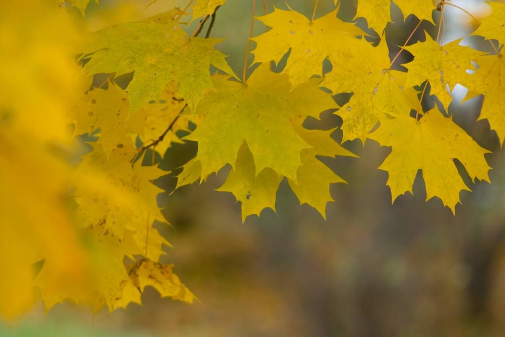  Vidzemē sals sasniedzis -7 grādus
