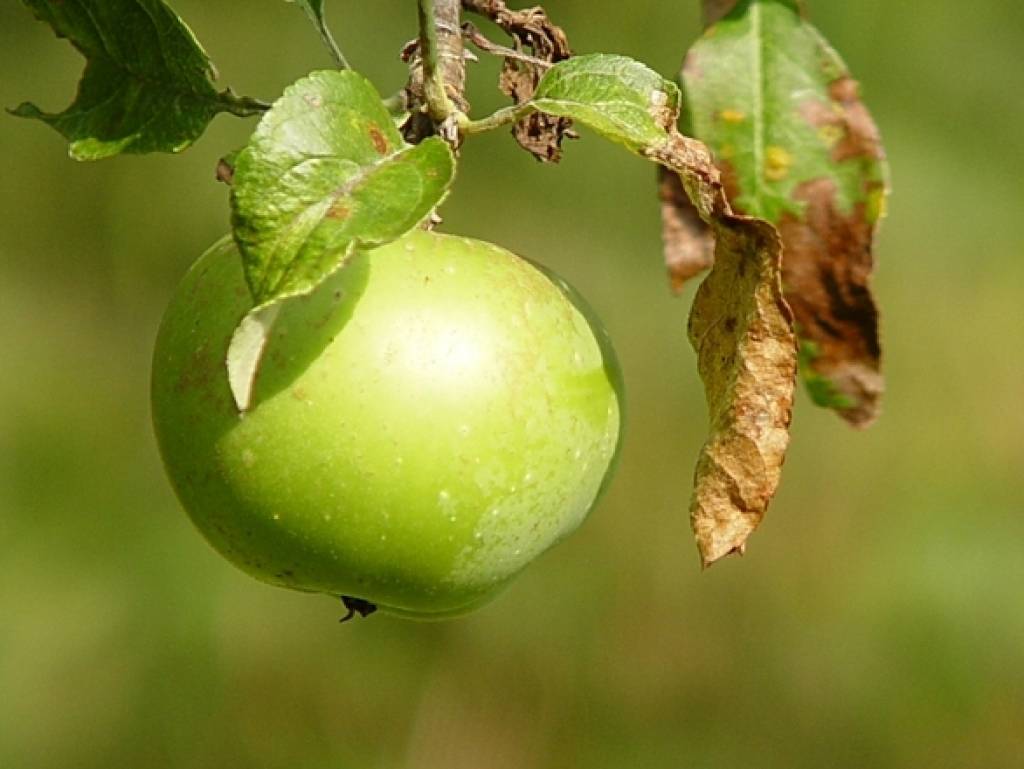 Sankcijas atkožas ābolos