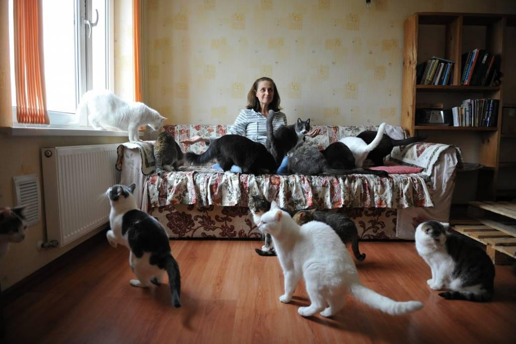 Divdesmit viens kaķis trīsistabu dzīvoklī. Māksliniece Līga Lerha un viņas saime