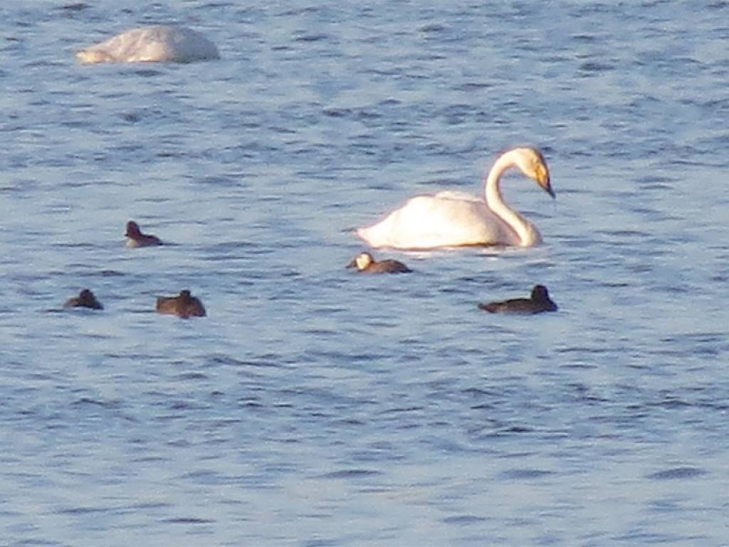 Latvijā novērota jauna un Eiropā ļoti reta putnu suga - baltgalvas zilknābis