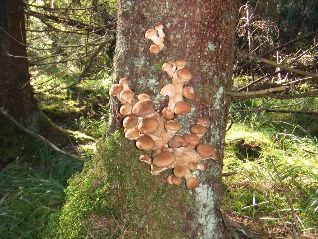 Dienas sēne sausuma nebaidās!