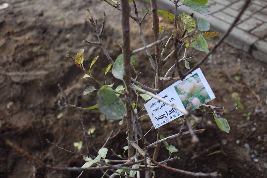 Liepājā iestāda kokus, iznīkušo parūkkoku vietā