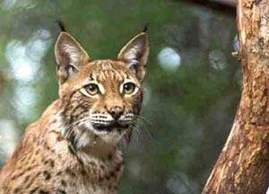 Sākusies jaunā lūšu medību sezona; šā gada limits - 150 lūši