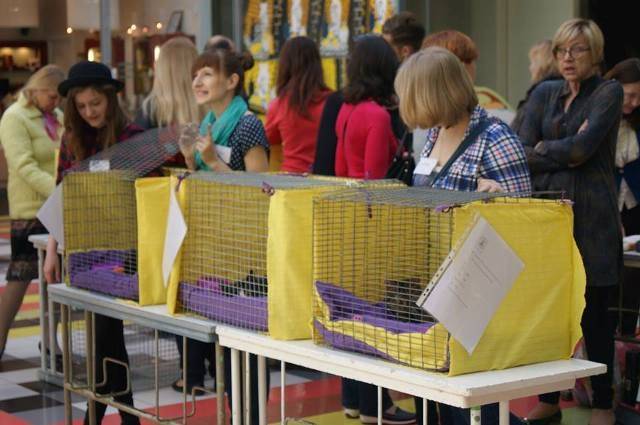 Akcijā "Ķepainīšu ceļš uz mājām" meklēs saimniekus patversmes kaķiem