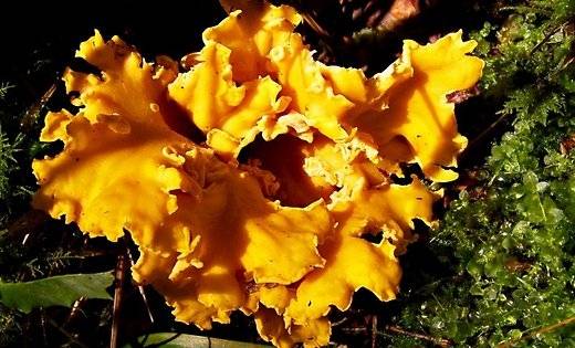 Siltā laika iespaidā Latvijas mežos vēl atrodamas gailenes