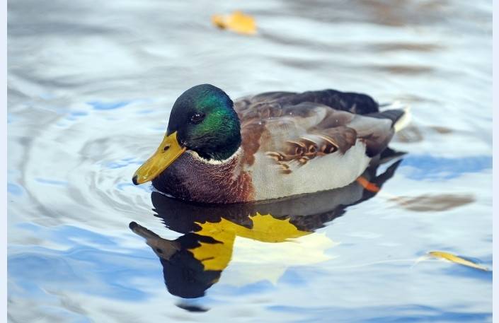 Pirmajos Ziemassvētkos gaidāms stiprs vējš, bet jaunnedēļ iestāsies sals