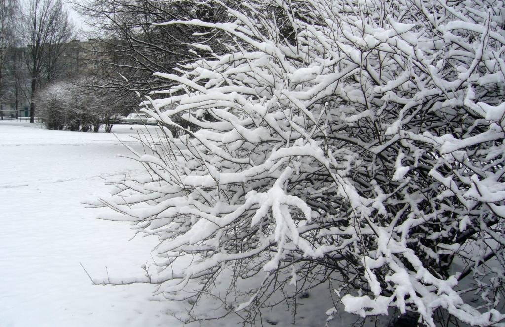 Biezākā sniega sega izveidojusies Saldū un Dobelē - pieci centimetri