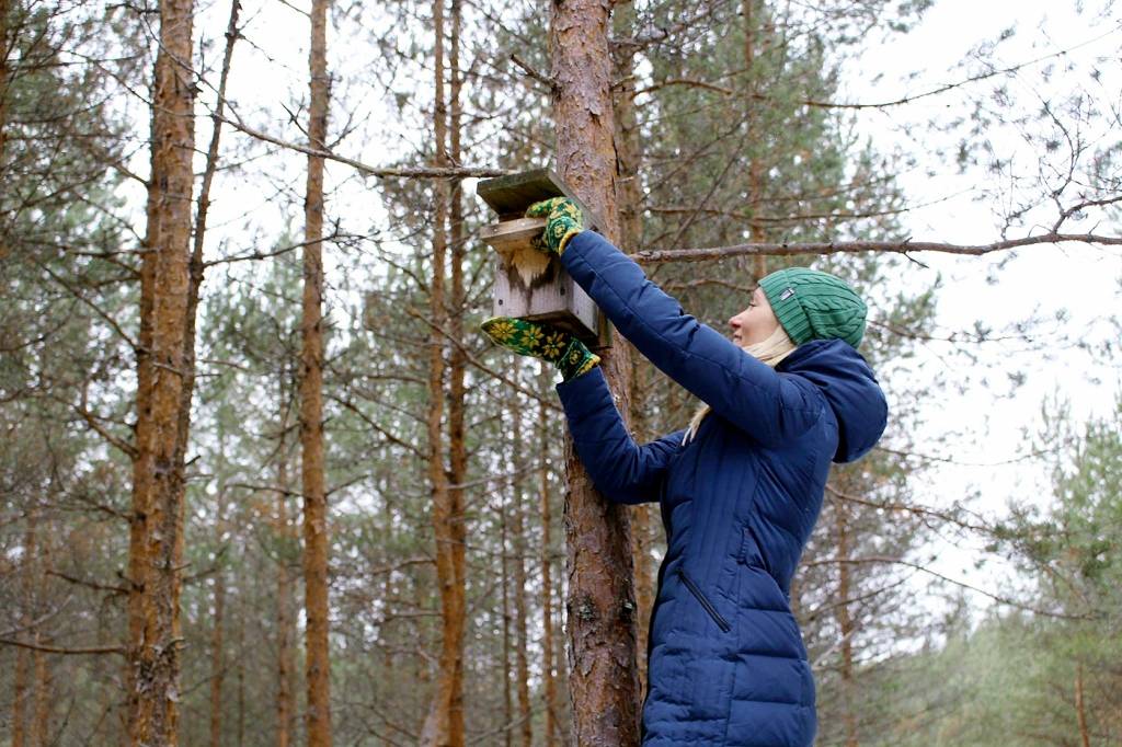 Kamēr būrīšos ligzdojošie putni prom, laiks uzkopt un atjaunot to mitekļus