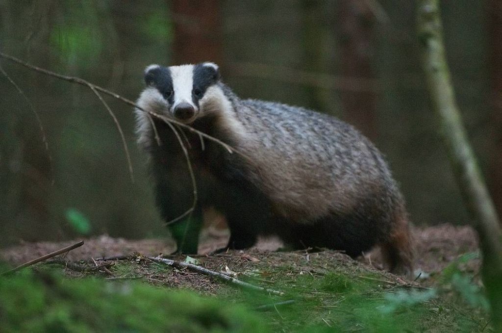 Par 2016. gada dzīvnieku Latvijā pasludināts āpsis