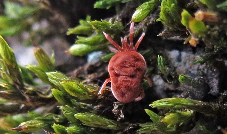 Par gada bezmugurkaulnieku izvēlēta samtērce