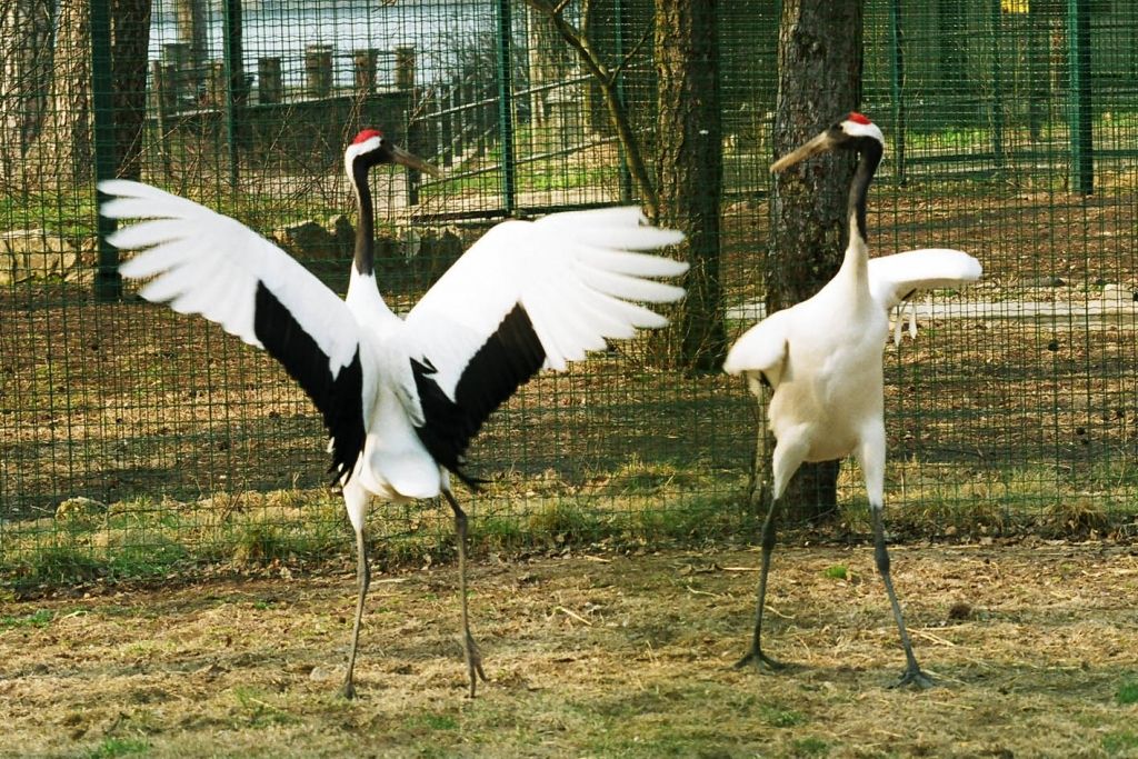FOTO: Valentīna diena Rīgas Zoo