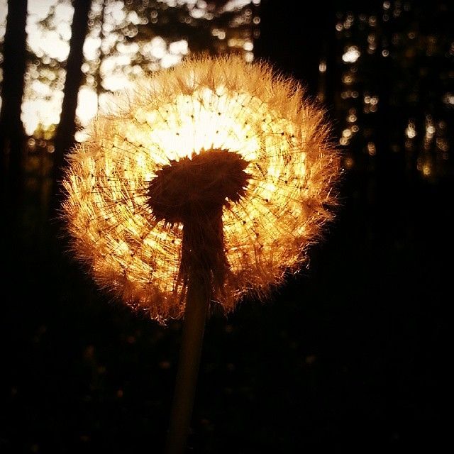 Spēka dziesmu vakars