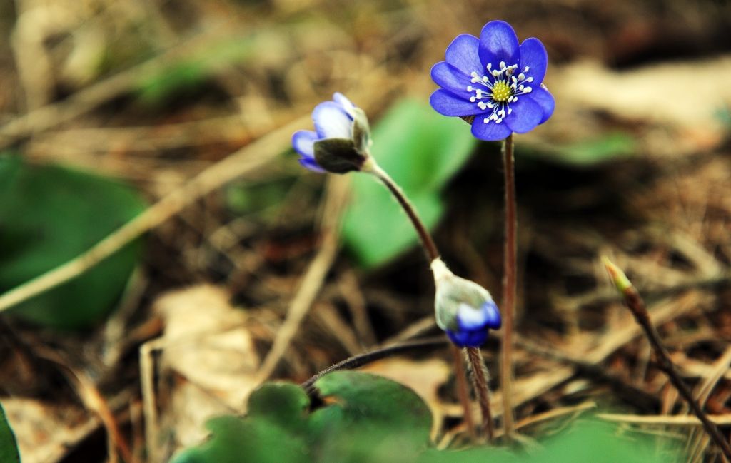 Tukuma pusē uzziedējušas zilās vizbulītes